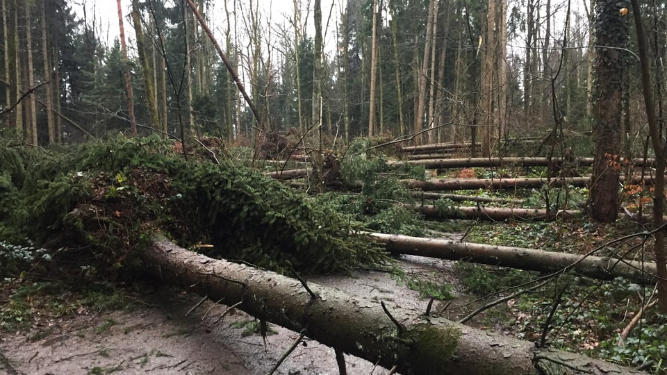 Reihenweise umgestürzte Bäume in einem Wald bei Hünenberg. 