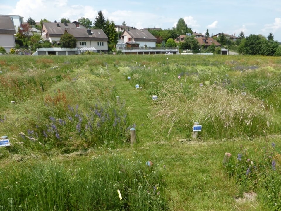 Wiese mit Holzpfählen