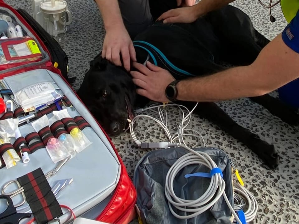 Pfleger kümmern sich um einen Hund