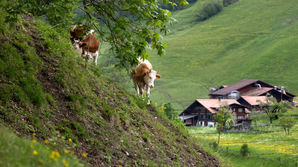 Bauernhofsterben in der Schweiz hält an