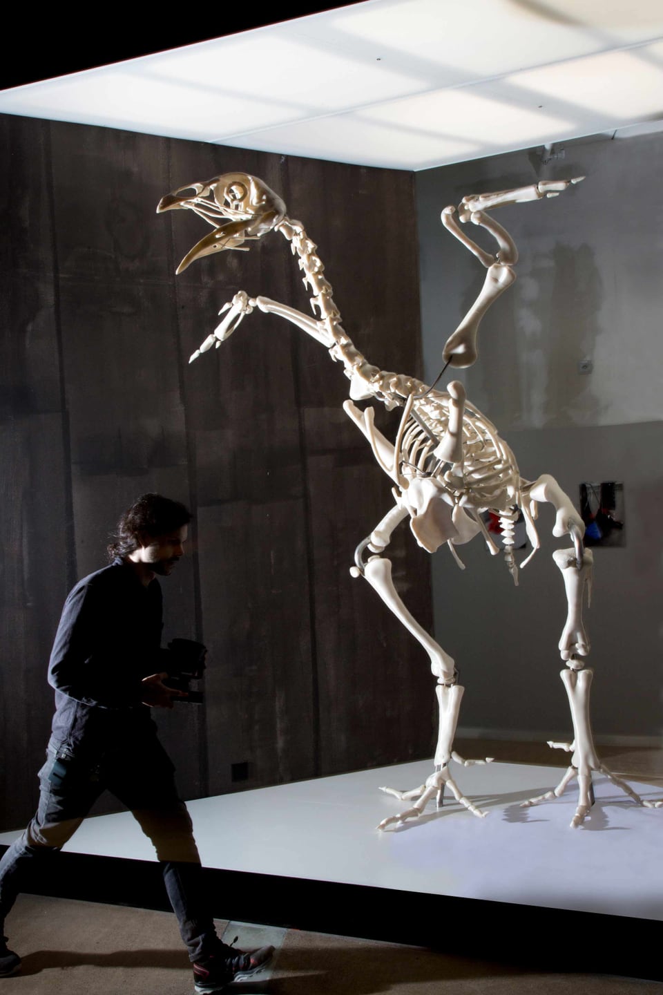 Ein Skelett eines Tieres in einer Ausstellungsfläche.