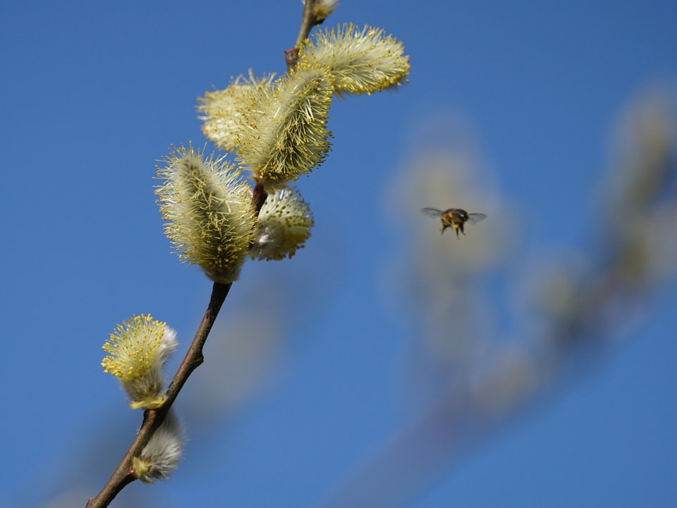 Weidekätzchen mit fliegender Biene