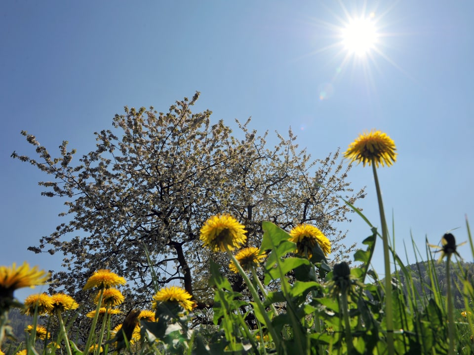 Blick vom Boden einer Wiese an den Halmen hoch zum blauen Himmel mit strahlender Sonne. Es sind gelb blühende Löwenzahnpflanzen und im Hintergrund ein rose bis weiss blühender Obstbaum. 