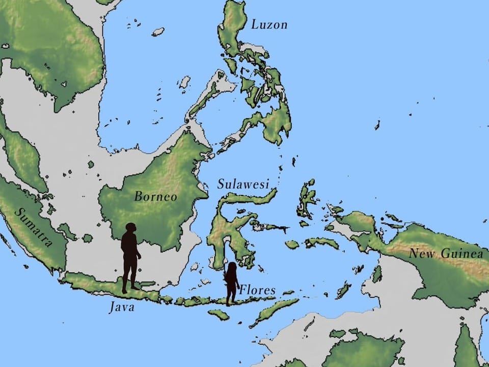 Der «Homo floresiensis» war kleiner als bisher angenommen - Wissen - SRF