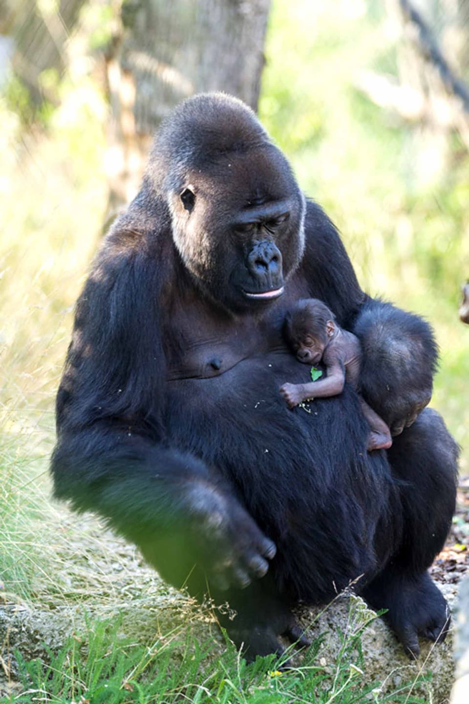 Die Gorillamutter hält ihr Baby.