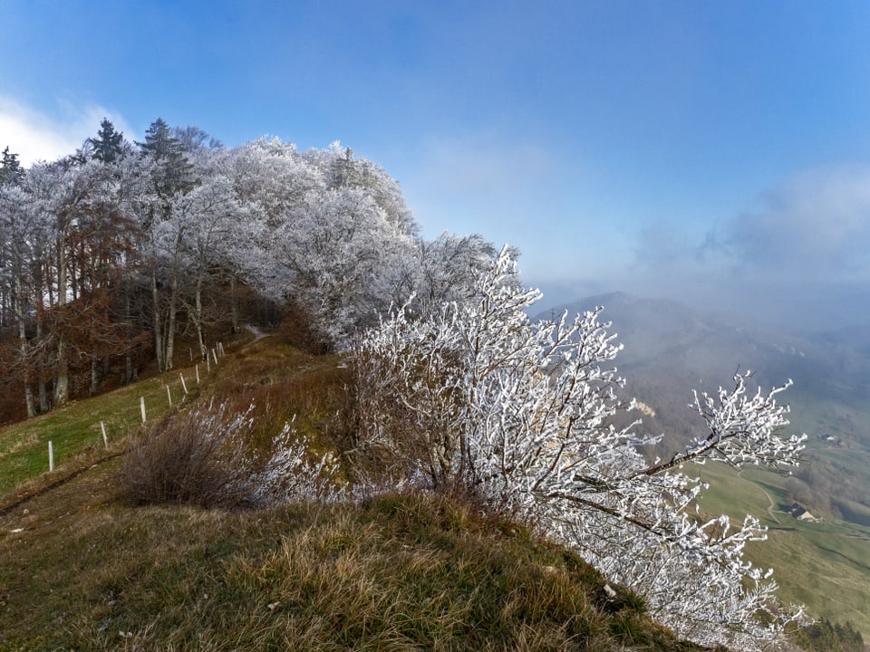 Weisse Bäume am Nebelrand.