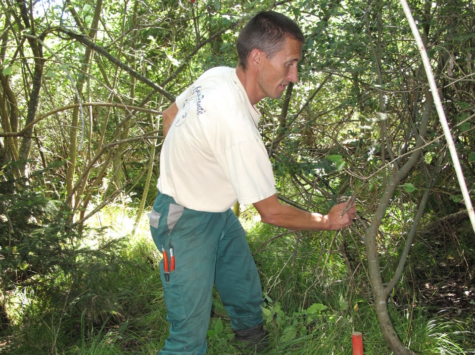 Benoit Clément bei der Auswilderung von Kammfarn.