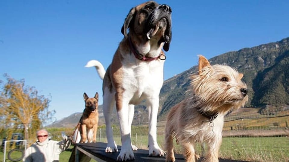 Gratwanderung für Hundegesetz