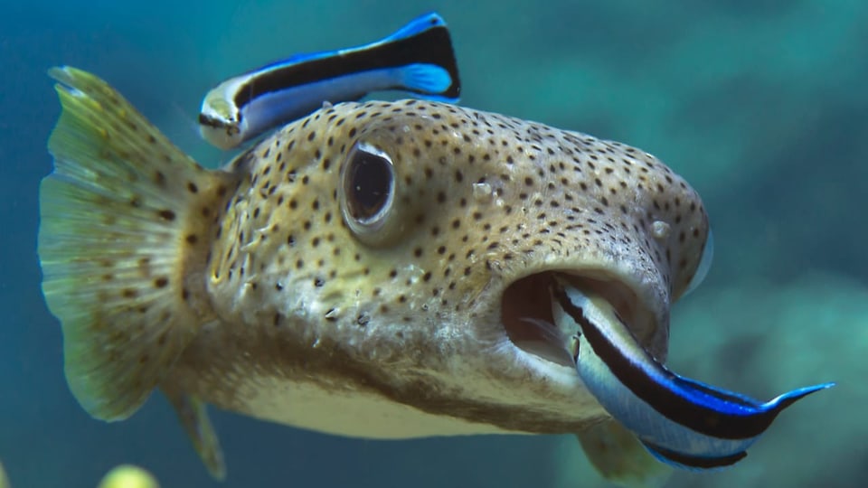 Zwei kleine blaue Fische schwimmen um einen grossen. 