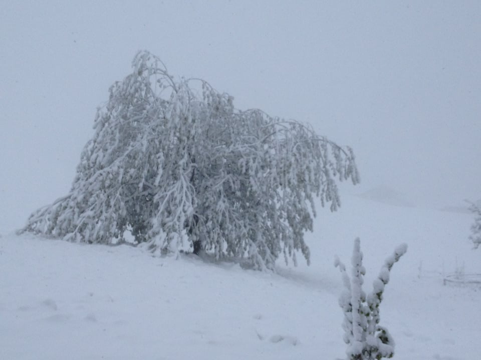 Ein Kirschbaum wird vom Schnee zu Boden gedrückt