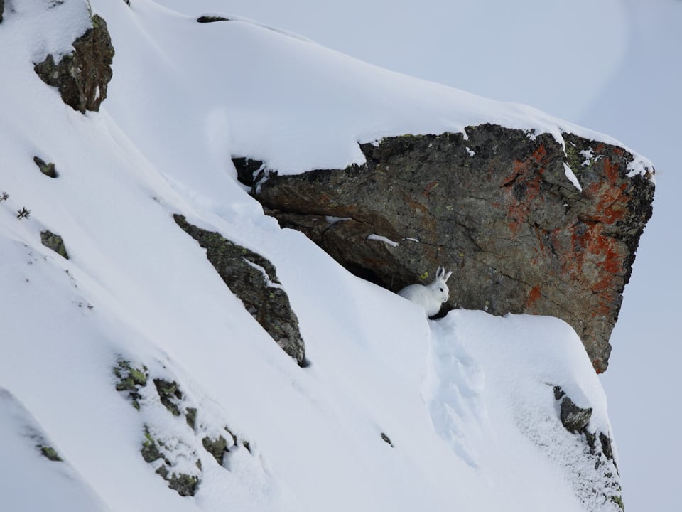 Ein steiler mit schneebedeckter Hang. Unter einem grösseren Stein sitzt ein weisser Schneehase vor seinem Bau.