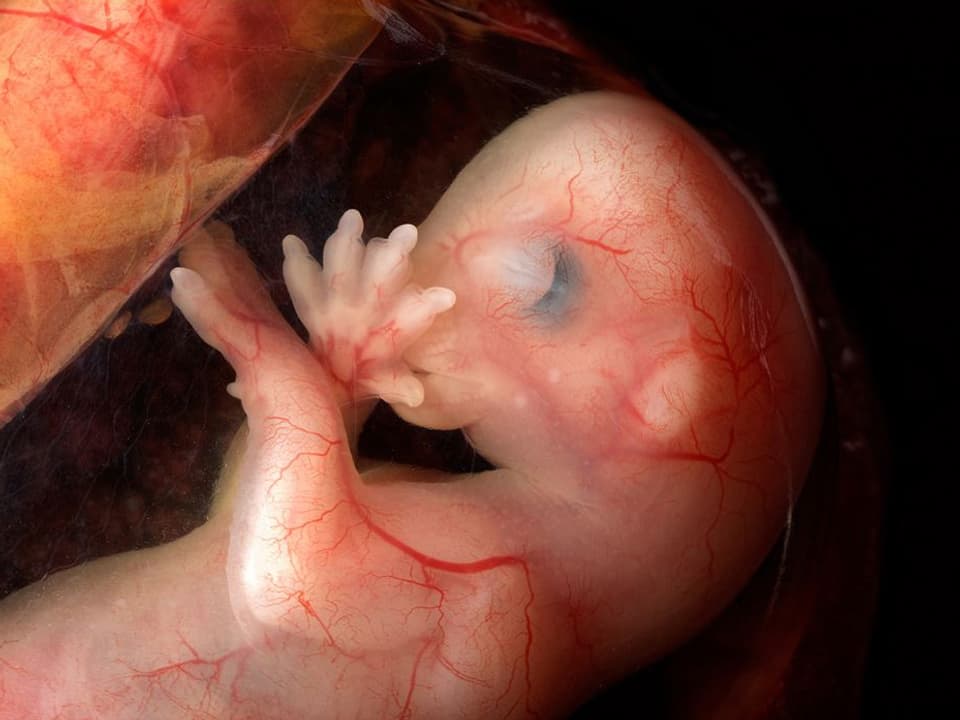 Embryo eines Hundes.