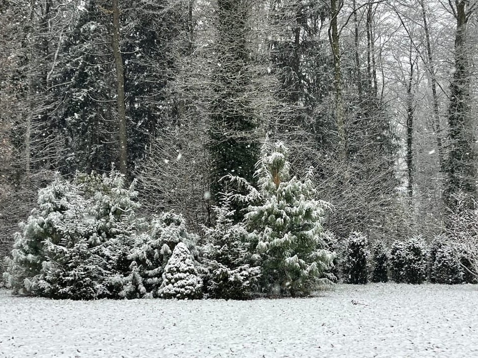 Sogar im Thurgau schneit es. Einfach wunderbar ❄️😀