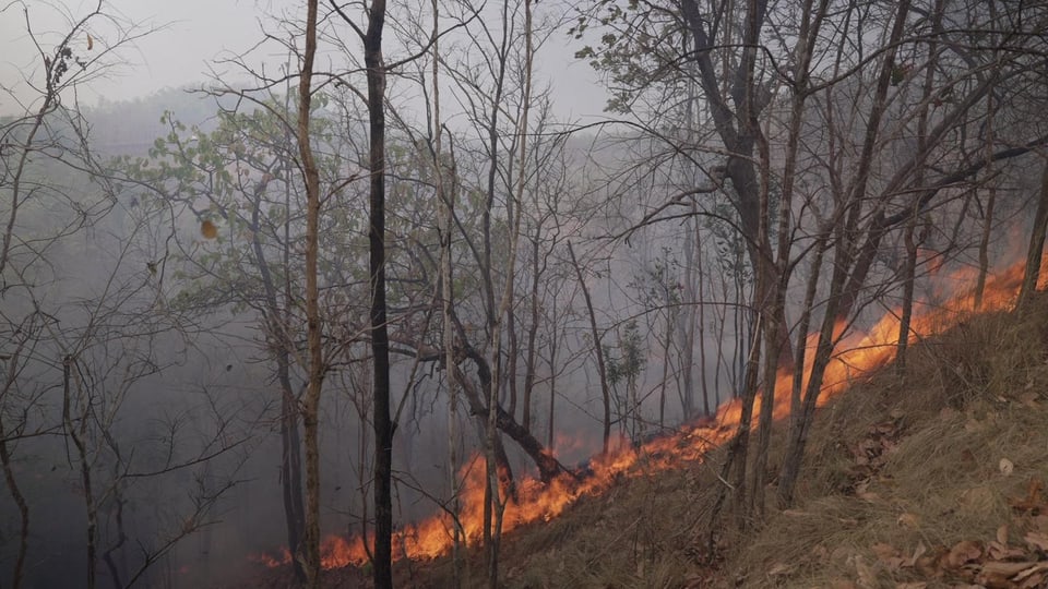 Eine Fläche im Wald brennt.