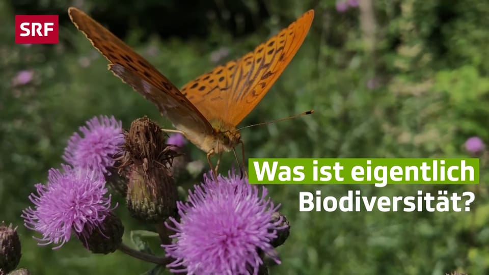 Biodiversität einfach erklärt