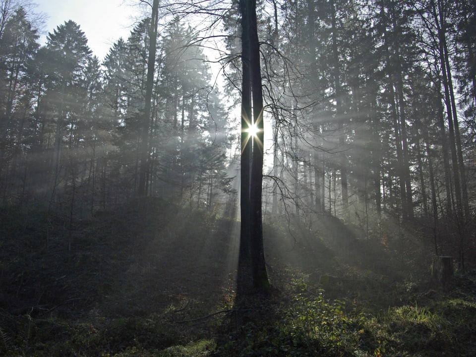 Sonne scheint durch zwei Bäume in einem Wald hindurch.