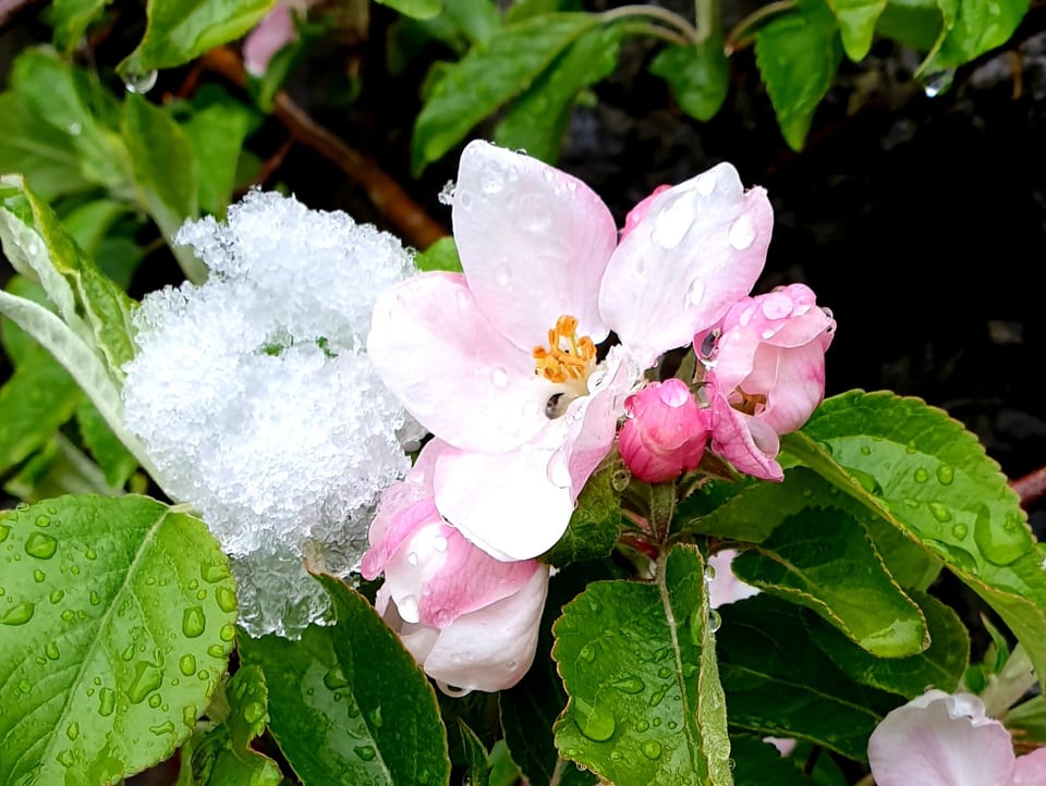Blume mit Schnee.