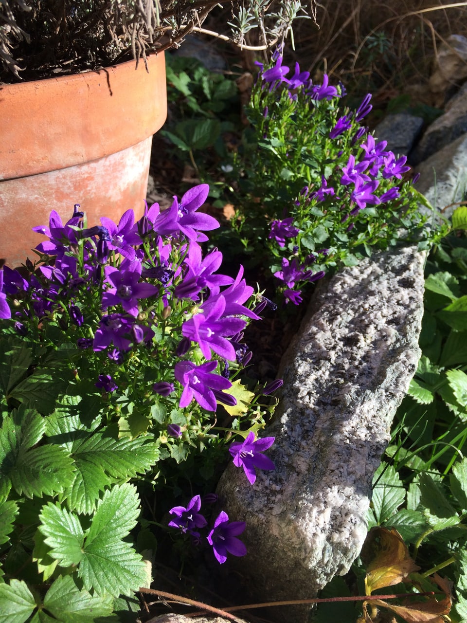 Violette Blüten in einem Garten.