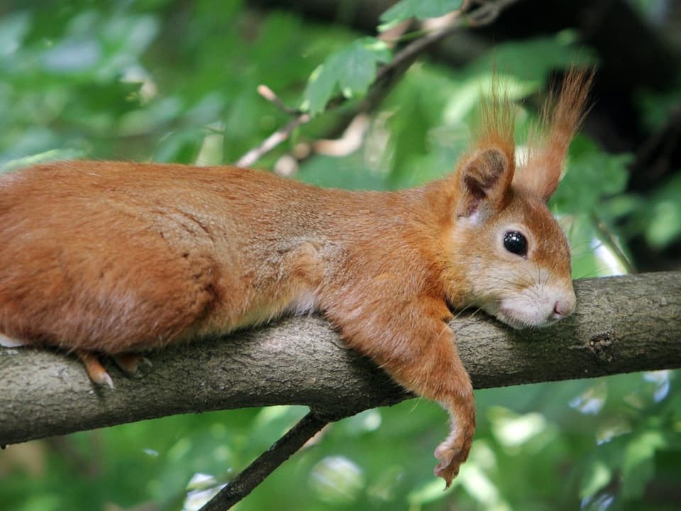 Eichhörnchen liegt auf Zweig