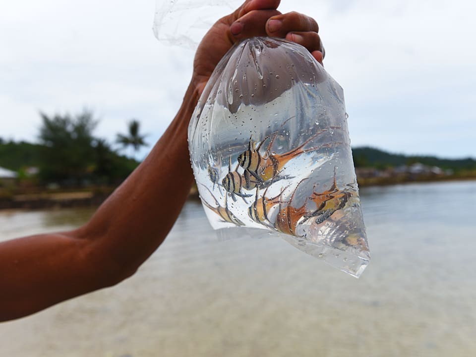 Jemand hält einen Plastiksack mit Wasser und kleinen Fischen darin.