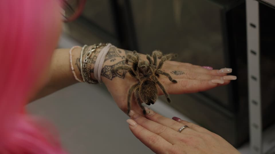 Eine Frau hält eine Spinne auf der Hand.