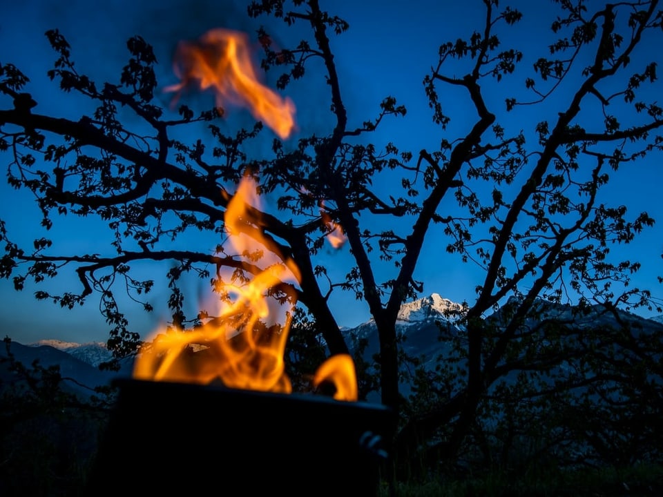 Brennende Antifrostkerze vor Obstbaum