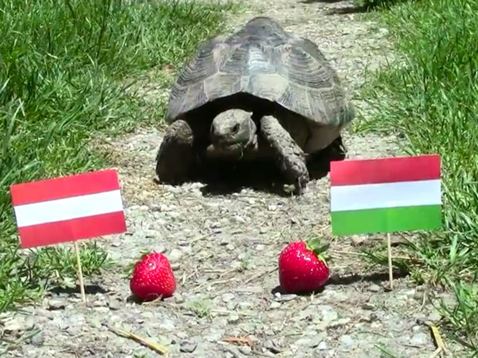 Schildkröte vor zwei Erdbeeren mit zwei Fähnchen.