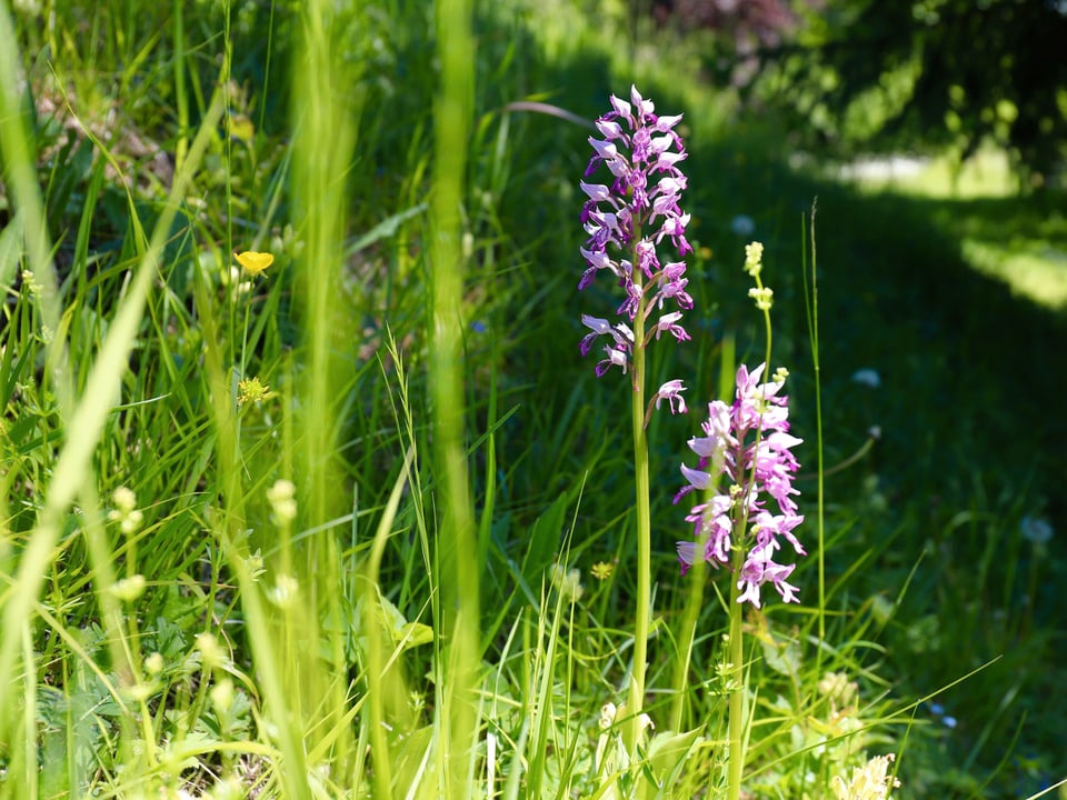 Orchidee an einem sonnigen Standort