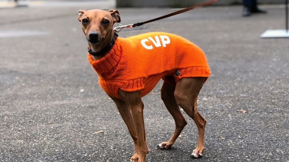 Hund mit orangem Hundemantel und der Aufschrift CVP