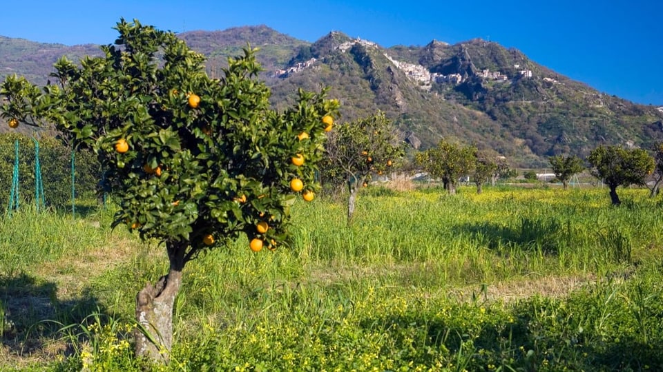 Zitrusbäume auf Sizilien