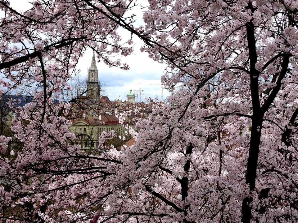 Frühling in Bern: Die japanischen Kirschbäume in Bern stehen in voller Blüte!