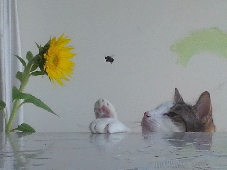 Biene fliegt auf eine Blume zu, Katze beobachtet