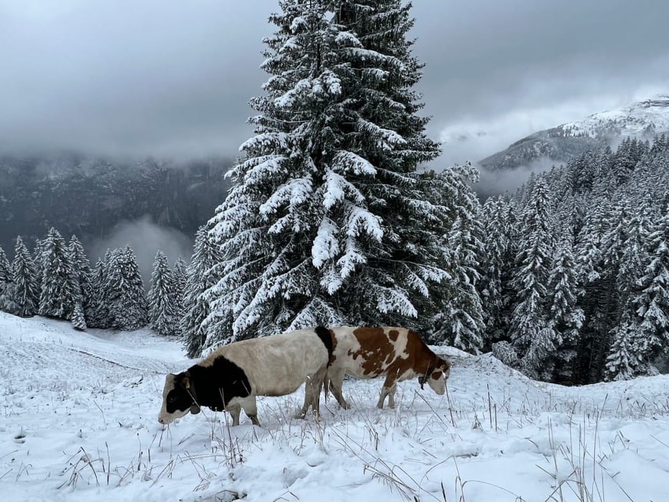 Kühe im Schnee