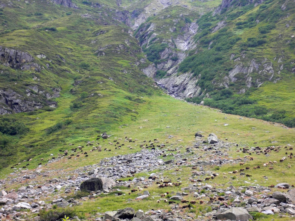Steiniges Gelände auf einer Alp. 