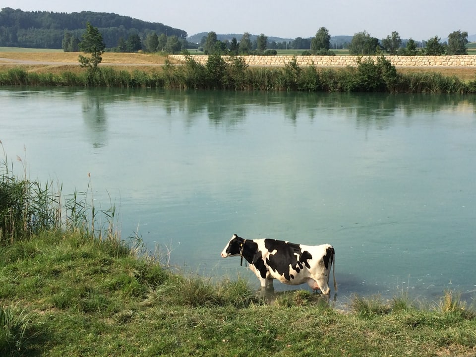 Eine gefleckte Kuh steht im Heagneckkanal bis zum Bauch im Wasser.