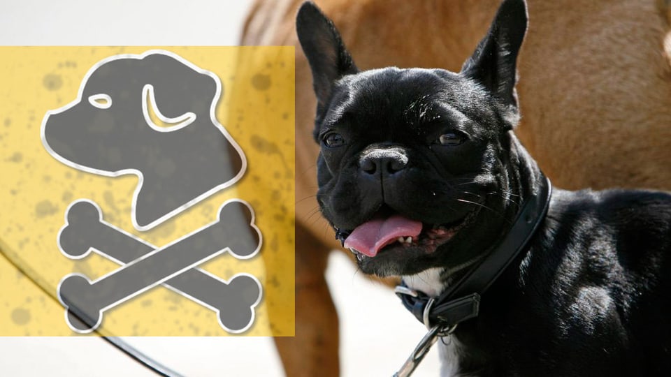 Schwarzer Hund, daneben ein Totenkopfsymbol