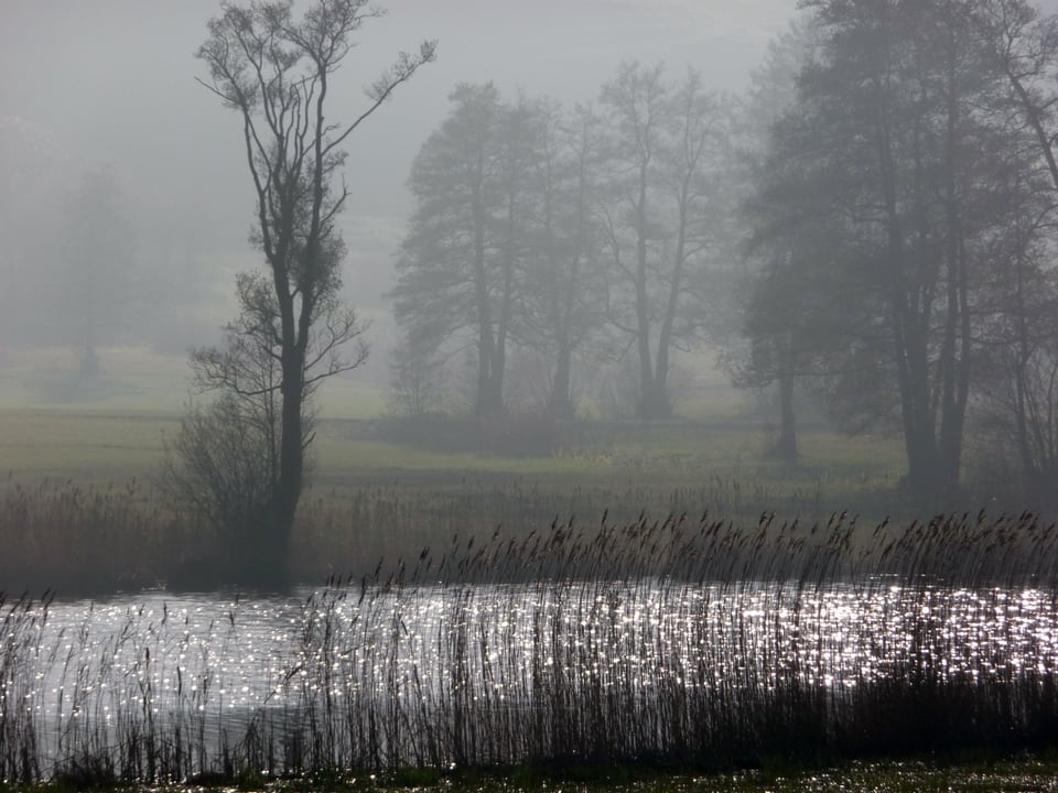 Bild in Grautönen. Ein Weiher mit Schilf, Wiesen und Bäume im Hintergrund. Durch den Nebel wird ist alles grau und mystisch zu sehen. 