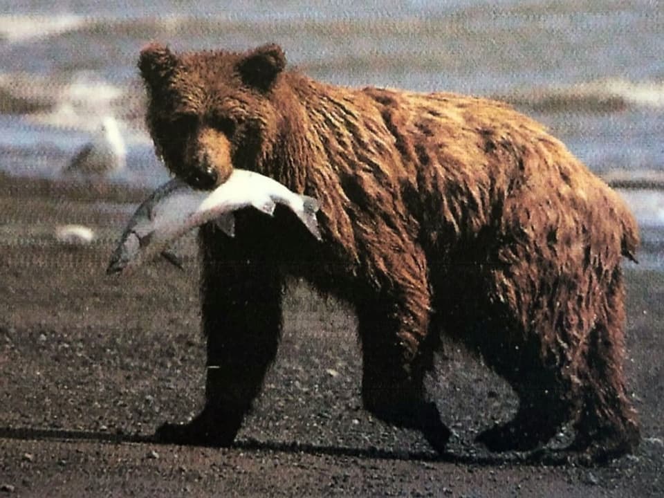 Ein Grizzlybär mit einem Lachs zwischen den Zähnen.