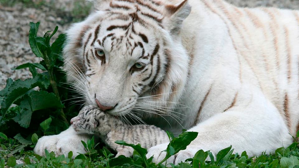 Eine weisse Tiger-Dame und ihr Junges. 