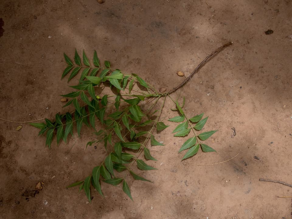 Ein Zweig mit kleinen grünen Blättern