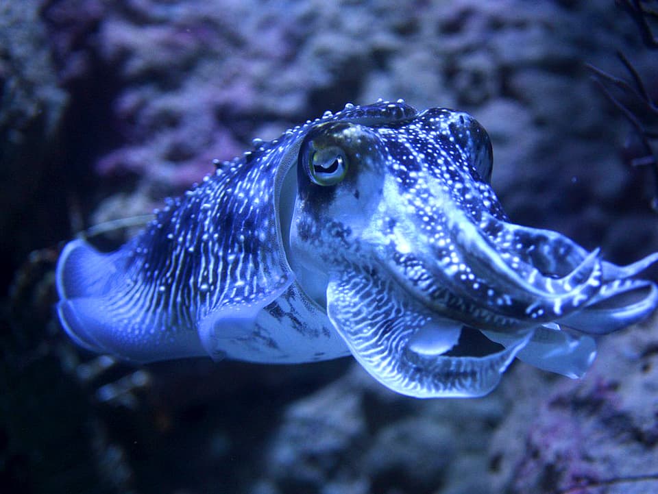 Asiatischer Blau-Tintenfisch schwebt durch ein Aquarium. 