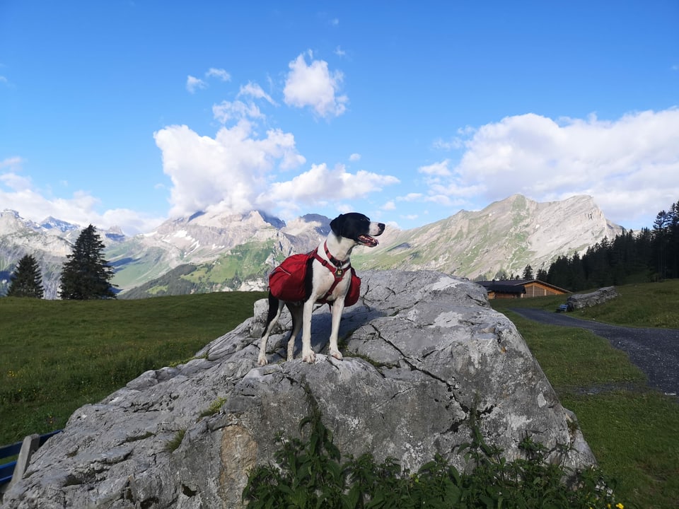 Wanderhund in den Bergen