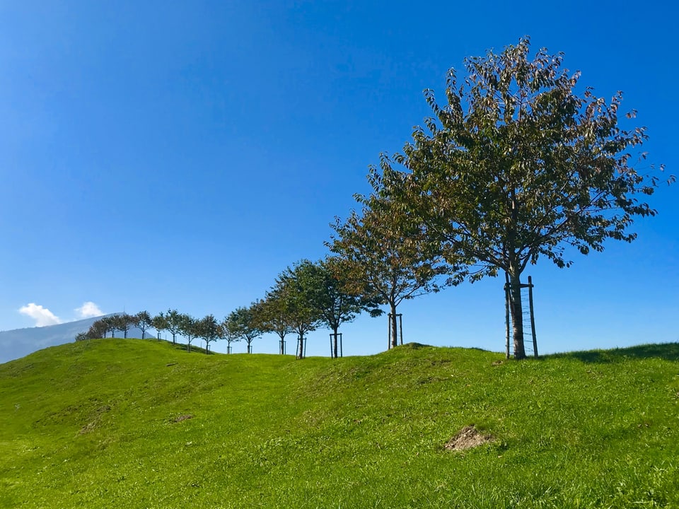 Baumreihe auf einem Hügelzug vor blauem Himmel