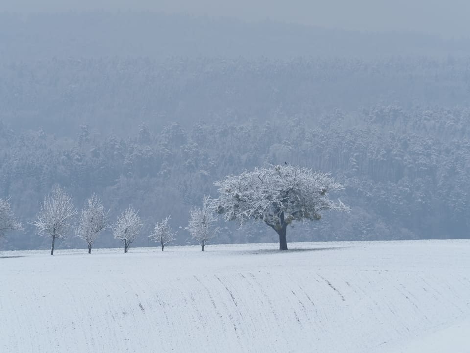 Bäume auf einer verschneiten Wiese.