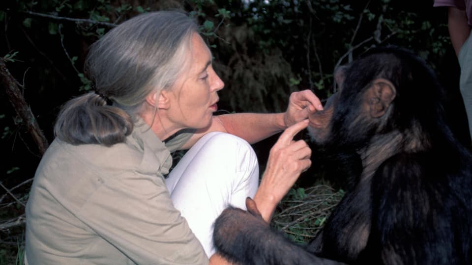 Eine Frau versorgt einen Affen