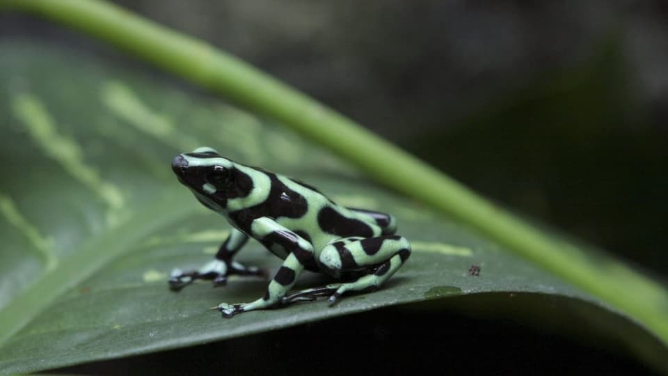 Dendrobates Frosch.