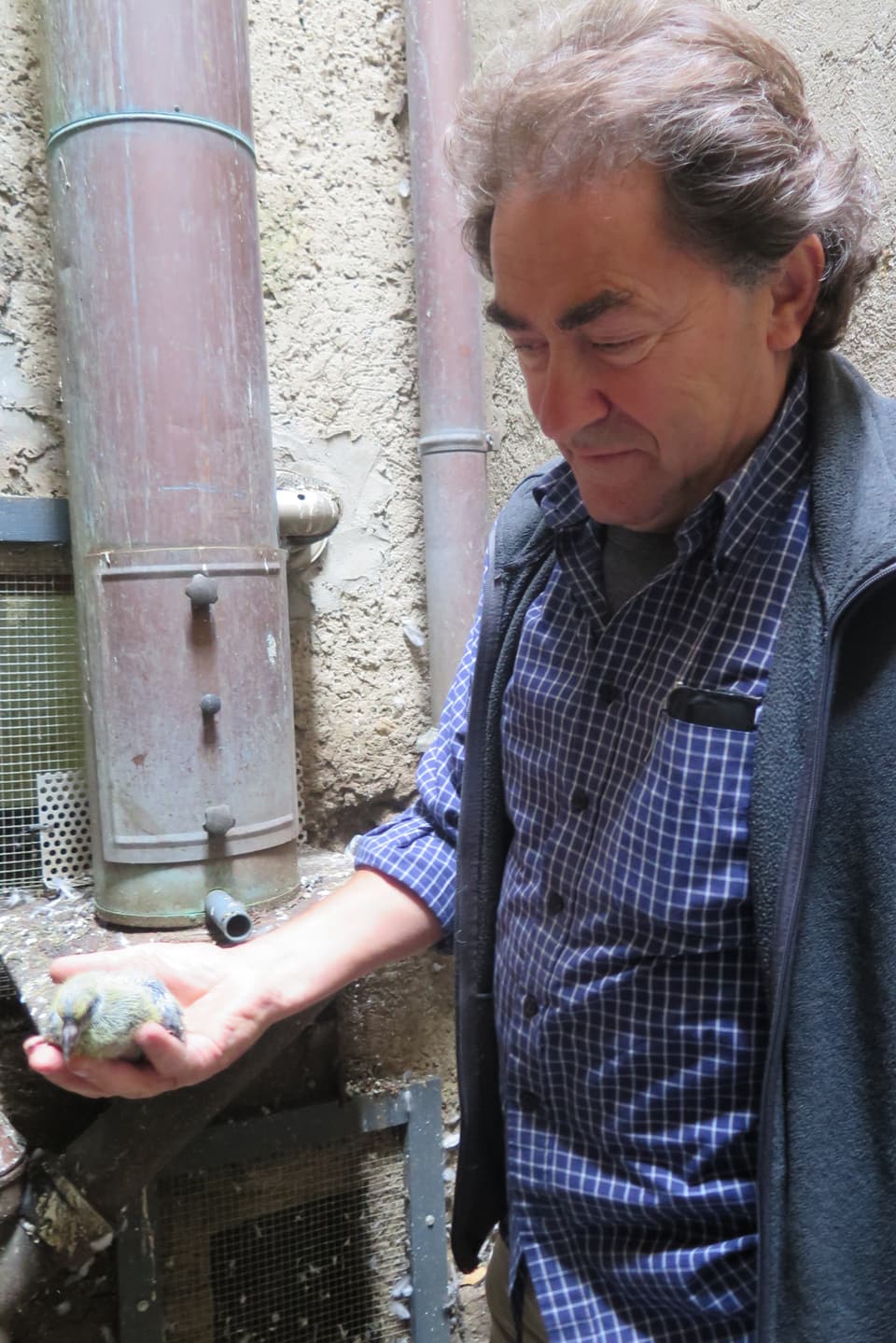Guiseppe Graziano mit einer jungen Taube. 
