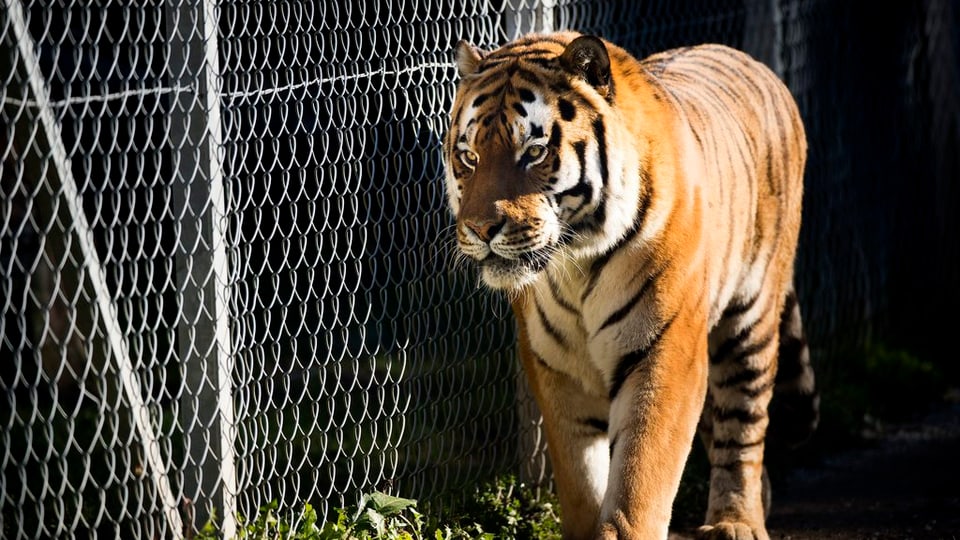 Tiger im Käfig in einem Schweizer Zoo