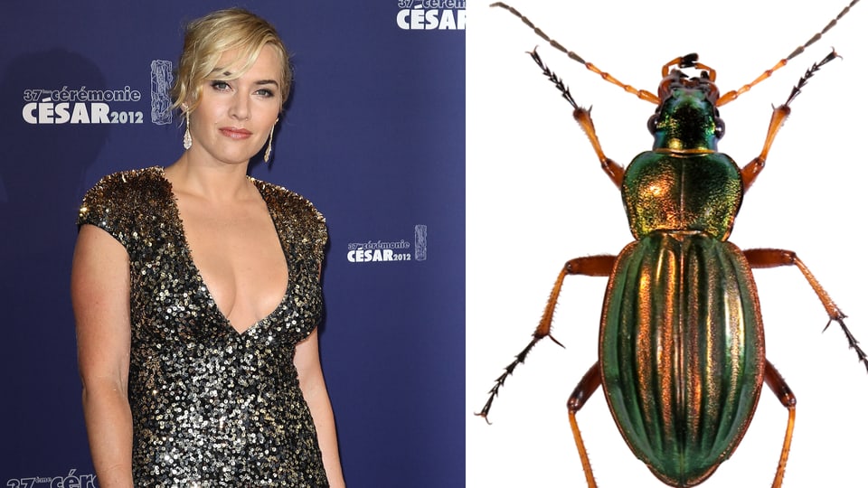 Kate Winslet und ein grün-goldener Käfer