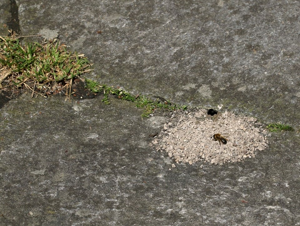 Eine Biene auf einem Haufen kleiner heller Steinen mit Loch.